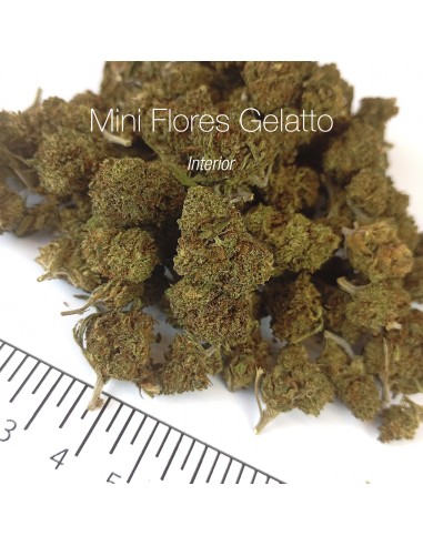 Mini Flores GELATTO 4.13% CBD - Interior