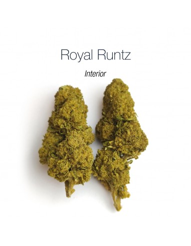 ROYAL RUNTZ 16.3% CBD - Interior