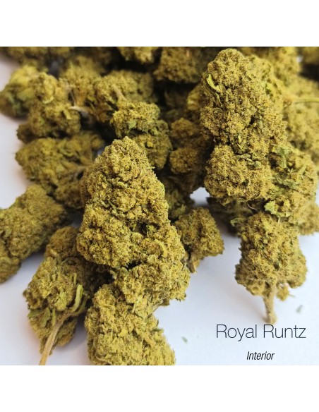 ROYAL RUNTZ 16.3% CBD - Interior
