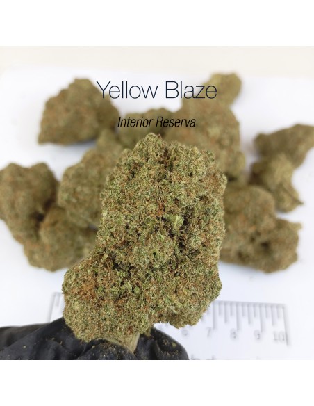 YELLOW BLAZE 10.45% CBD - Interior Reserva