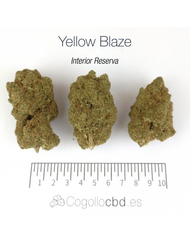 YELLOW BLAZE 10.45% CBD - Interior Reserva