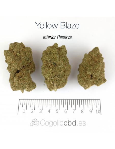 YELLOW BLAZE 10.45% CBD - Interior Reserva