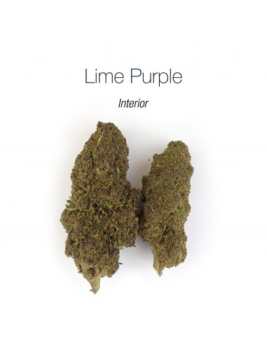 LIME PURPLE HAZE 10.93% CBD - Interior