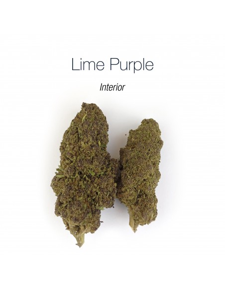 LIME PURPLE HAZE 10.93% CBD - Interior