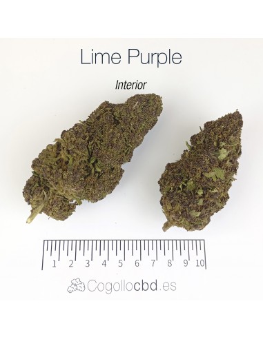 LIME PURPLE HAZE 10.93% CBD - Interior