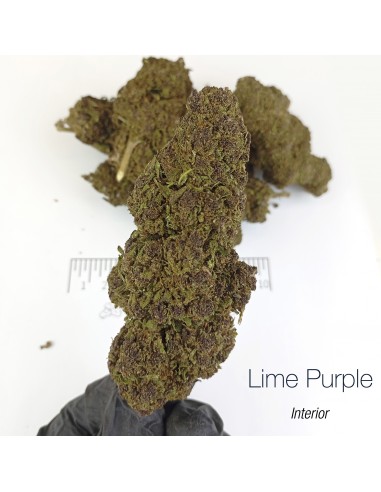 LIME PURPLE HAZE 10.93% CBD - Interior