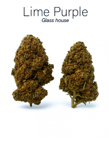 LIME PURPLE 7,79% CBD - Glass House