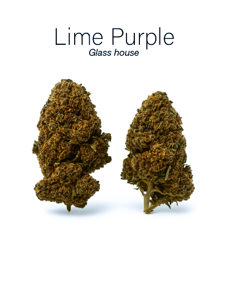 LIME PURPLE 7,79% CBD - Glass House