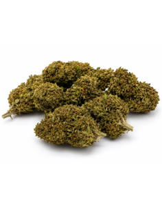 APPLE FRITZER 6.8% CBD - Invernadero