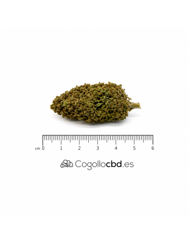 APPLE FRITZER 6.8% CBD - Invernadero