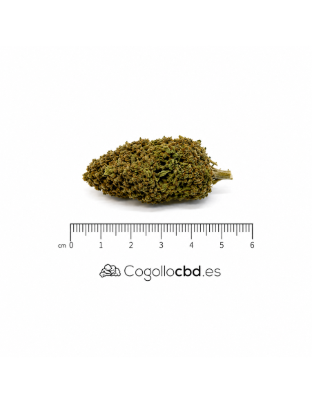 APPLE FRITZER 6.8% CBD - Invernadero