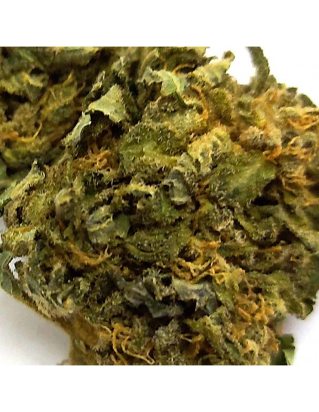 Royal Gorila - cogollo CBD