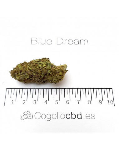 Blue Dream - cogollo CBD