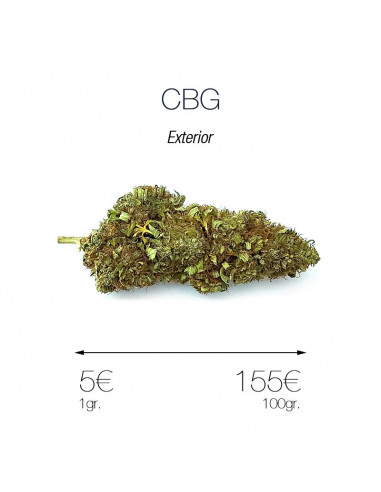 CBG - cogollo CBG