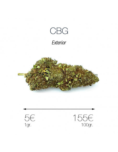 CBG - cogollo CBG