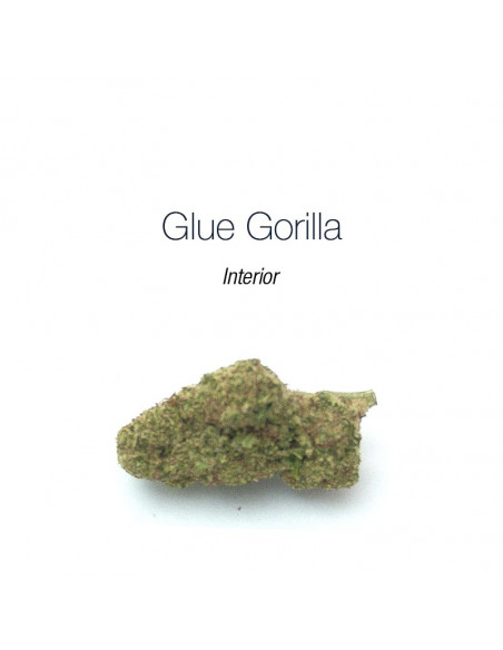 Glue Gorilla - interior