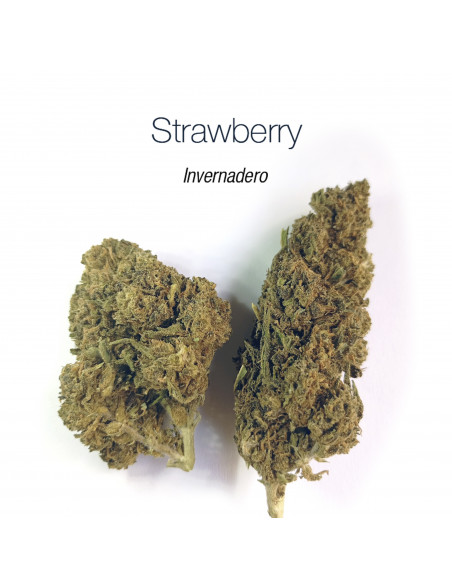 STRAWBERRY 9.27% CBD - Invernadero