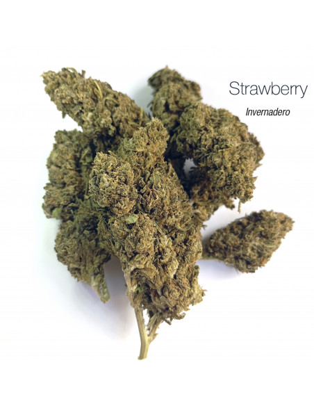 STRAWBERRY 9.27% CBD - Invernadero