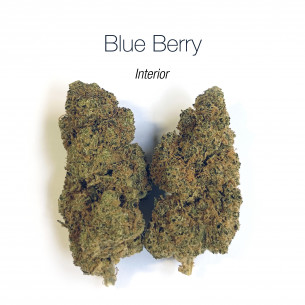 BLUEBERRY 5.24% CBD - Interior