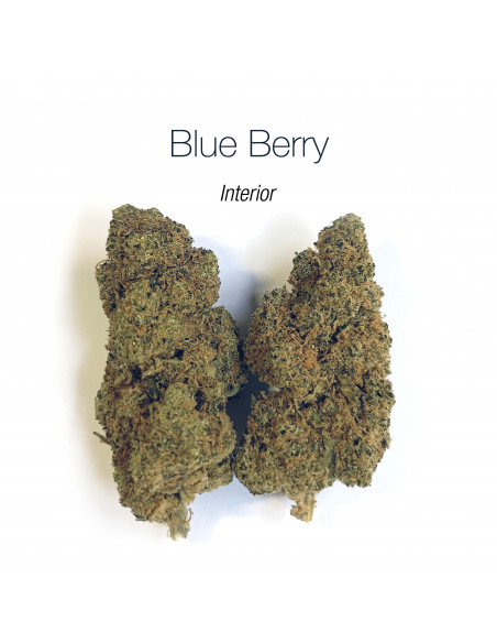 BLUEBERRY 5.24% CBD - Interior