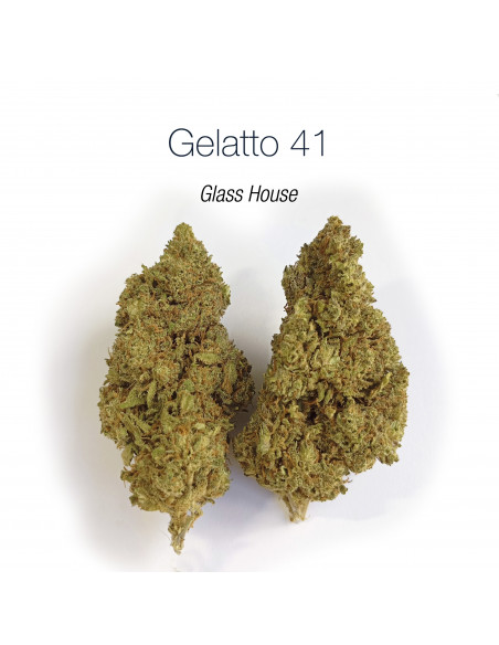 GELATTO 41 15.5% CBD - Glass House