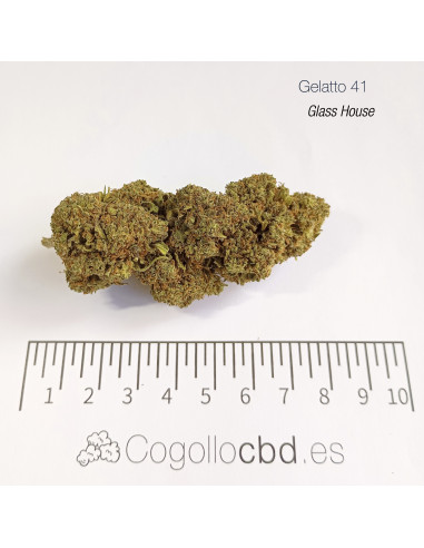 GELATTO 41 15.5% CBD - Glass House