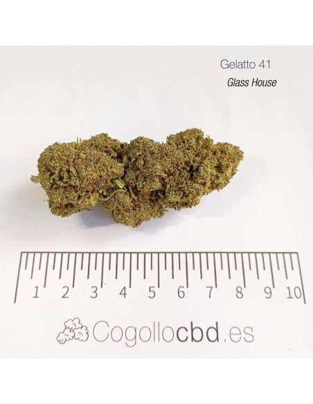 GELATTO 41 15.5% CBD - Glass House
