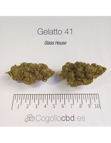 GELATTO 41 15.5% CBD - Glass House