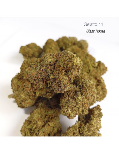 GELATTO 41 15.5% CBD - Glass House
