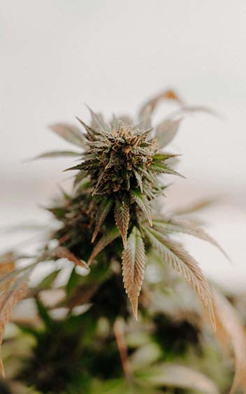 Flores CBD