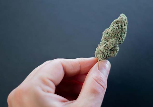 CBD Jack Herrer Valladolid