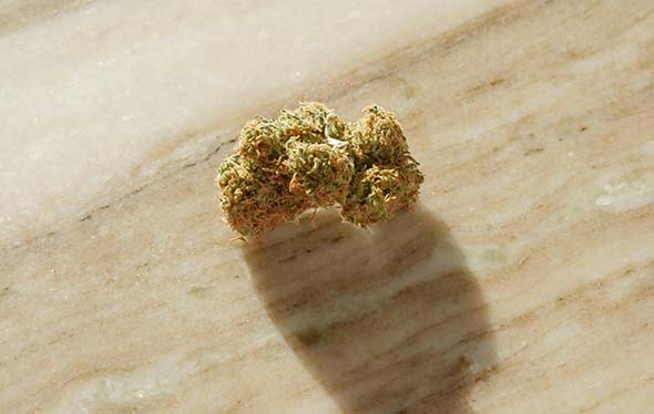Cogollo marihuana legal CBD