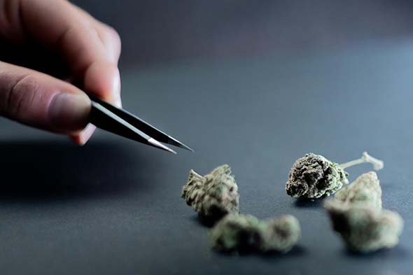 Pinzas y marihuana CBD