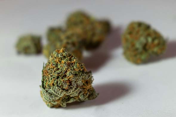 Cogollos CBD
