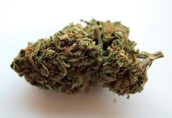cogollo CBD Lemon Valencia