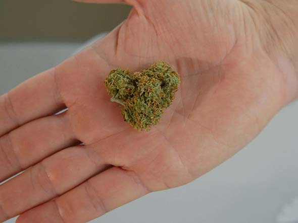 cogollo cbd en mano