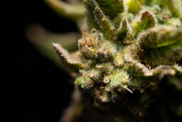Propiedades CBD - foto macro
