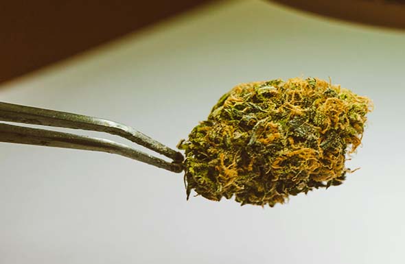 Cogollos sin THC