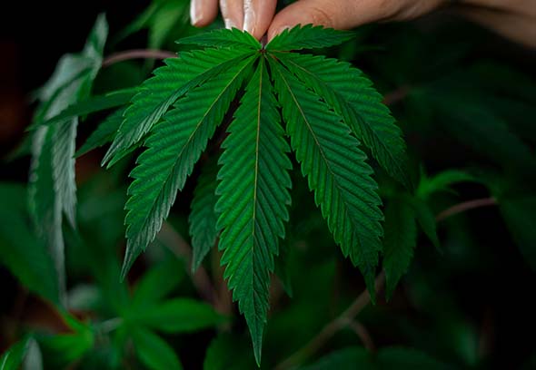 Hoja marihuana CBD
