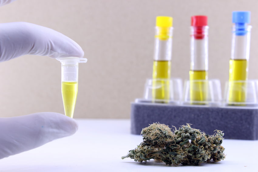 cbd positivo test drogas