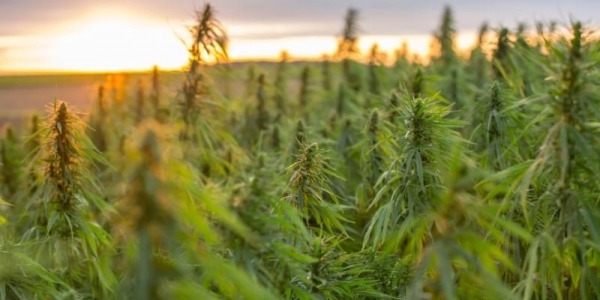 Cómo saber si un CBD es bueno, original y de calidad