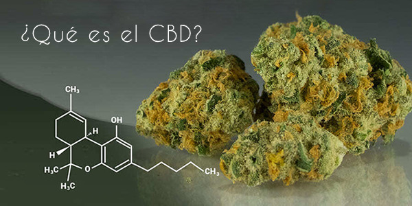 ¿Qué es el CBD? Descubre los efectos positivos del cannabidiol para la salud y todas sus aplicaciones