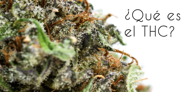 ¿Qué es el THC? Definición y efectos del tetrahidrocannabinol