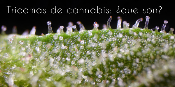 Tricomas de cannabis: qué son y cómo usarlos