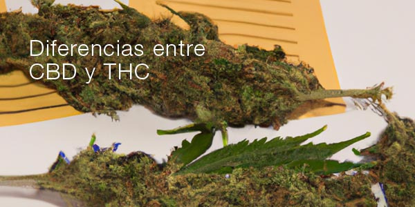 Diferencias entre CBD y THC