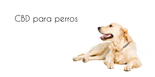 CBD para perros - Recomendaciones